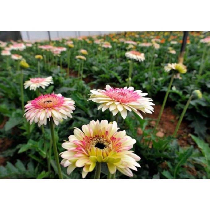 COMBO 2 CHẬU HOA ĐỒNG TIỀN HÀ LAN DÒNG CAO CÁNH KÉP, MÀU SIÊU ĐẸP