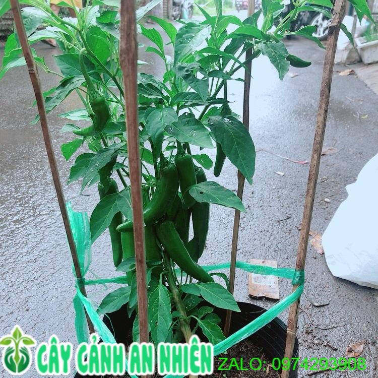 Cây Ớt Sừng