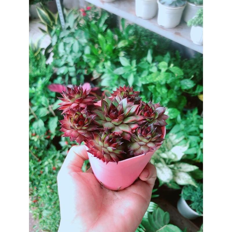 Sen Đá Phật Bà Đỏ