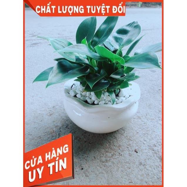 Chậu Trầu Bà Đế Vương