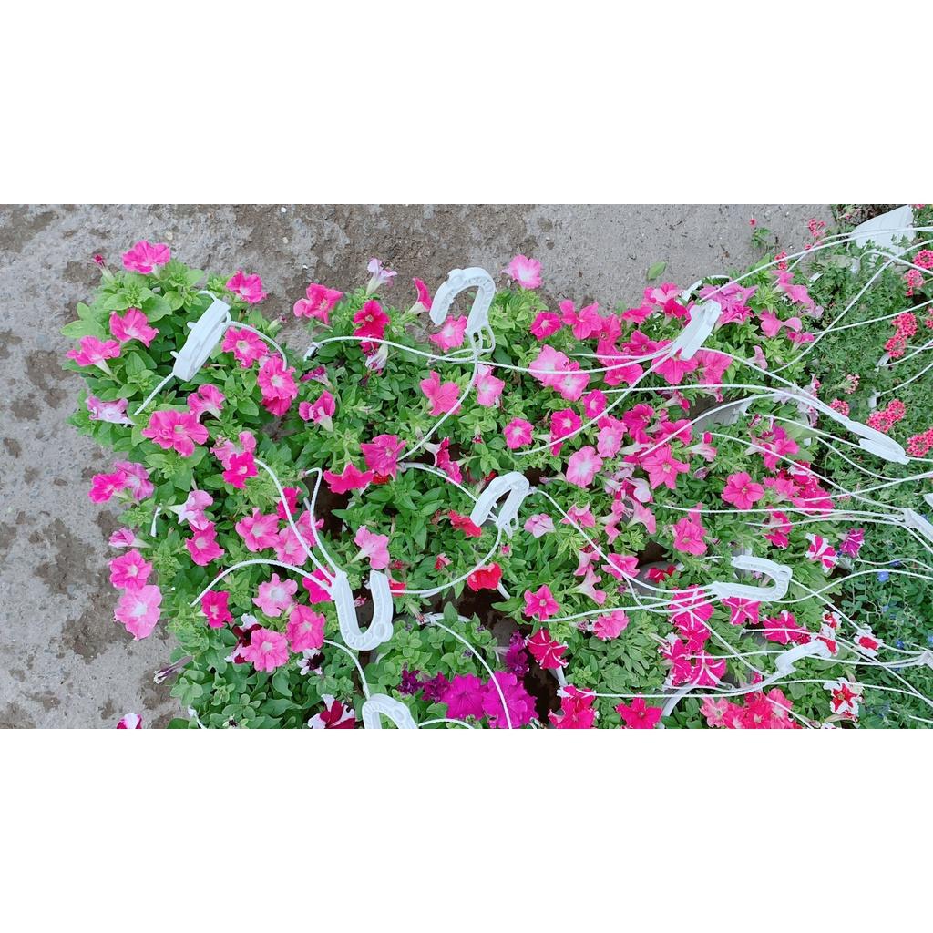 Chậu Hoa Dạ Yến Thảo