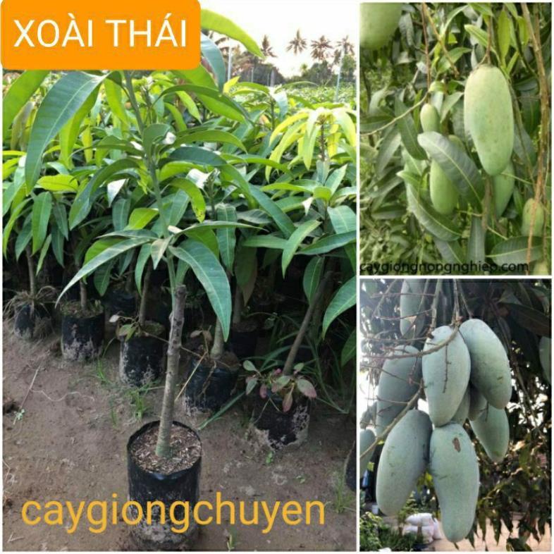 GIỐNG CÂY SOÀI THÁI GHÉP