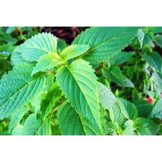 1 Gram- Hạt Giống Rau Kinh Giới