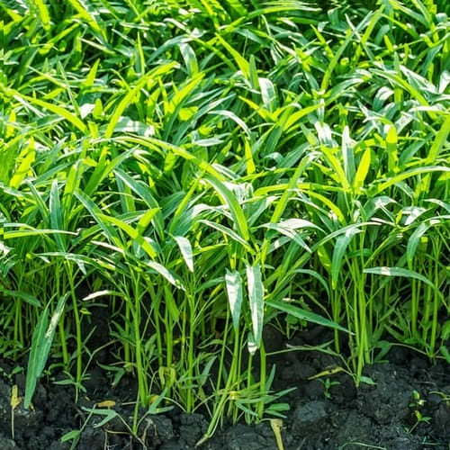 Hạt Giống Rau Muống Lá Tre