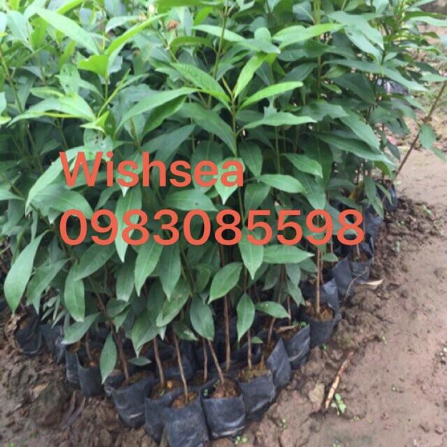Cây vối nếp
