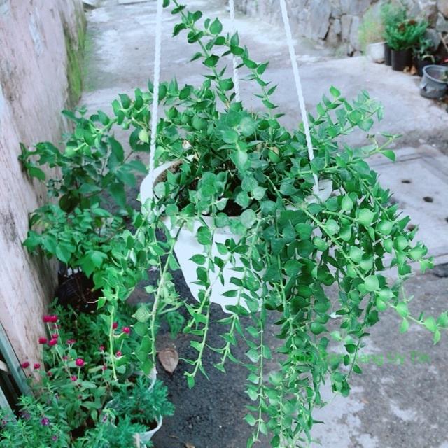 Chậu Cây Lá Tim