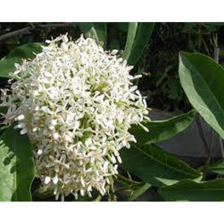 Hoa mẫu đơn trắng, đơn ta, hoa rất thơm