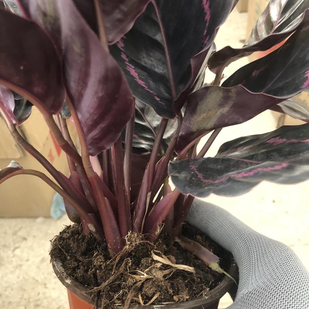 Cây đuôi công sọc tím, chiều cao cây 25-30cm lá có vệt sọc tím bản lá to dễ chăm sóc, thích hợp trang trí nội thất