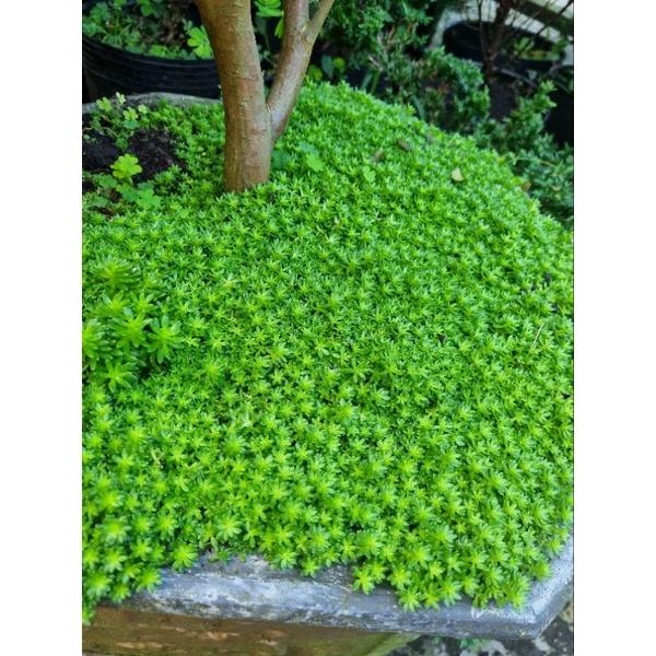 Chậu cây sedum (cây trồng làm thảm cỏ tiểu cảnh)