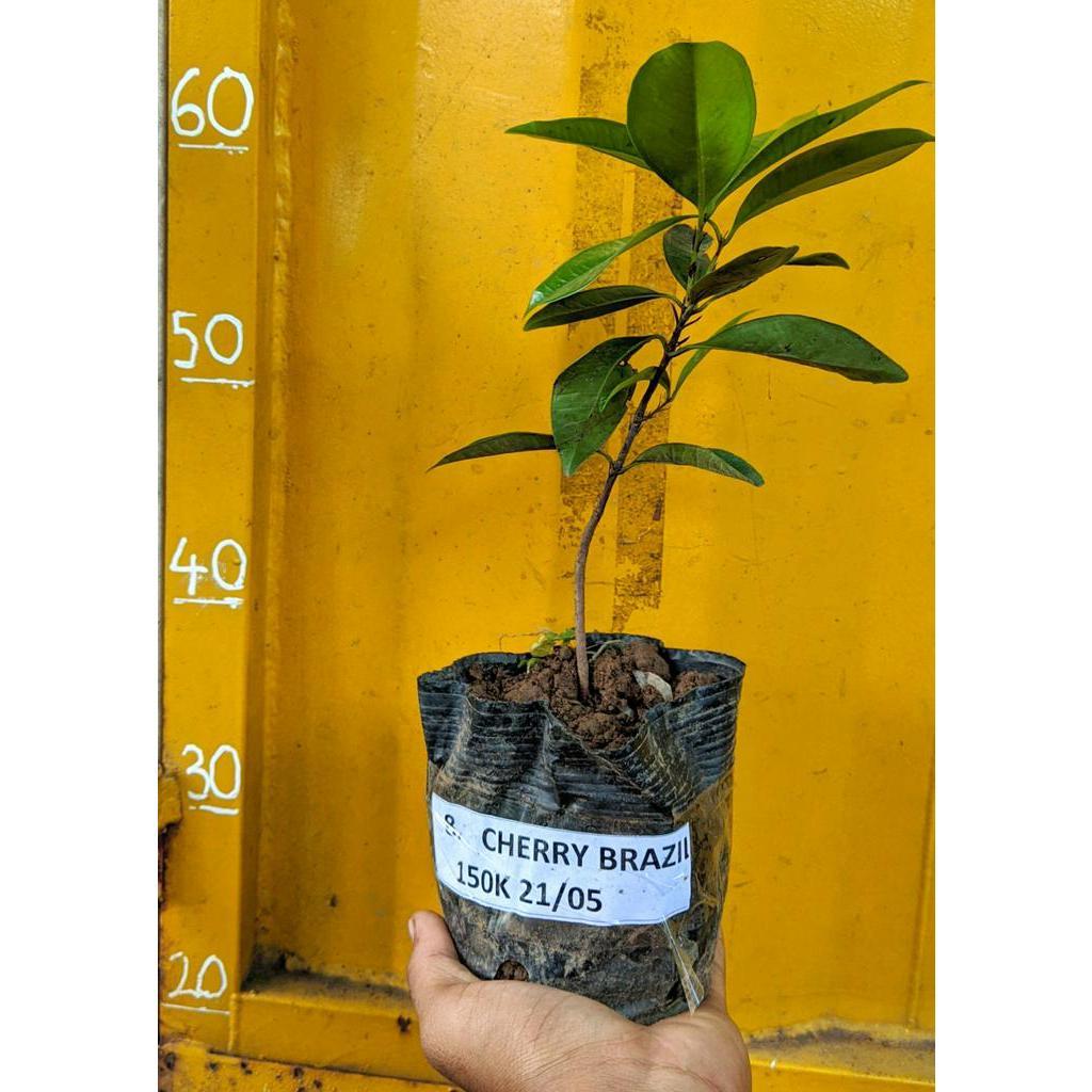 Cây Cherry Brazil