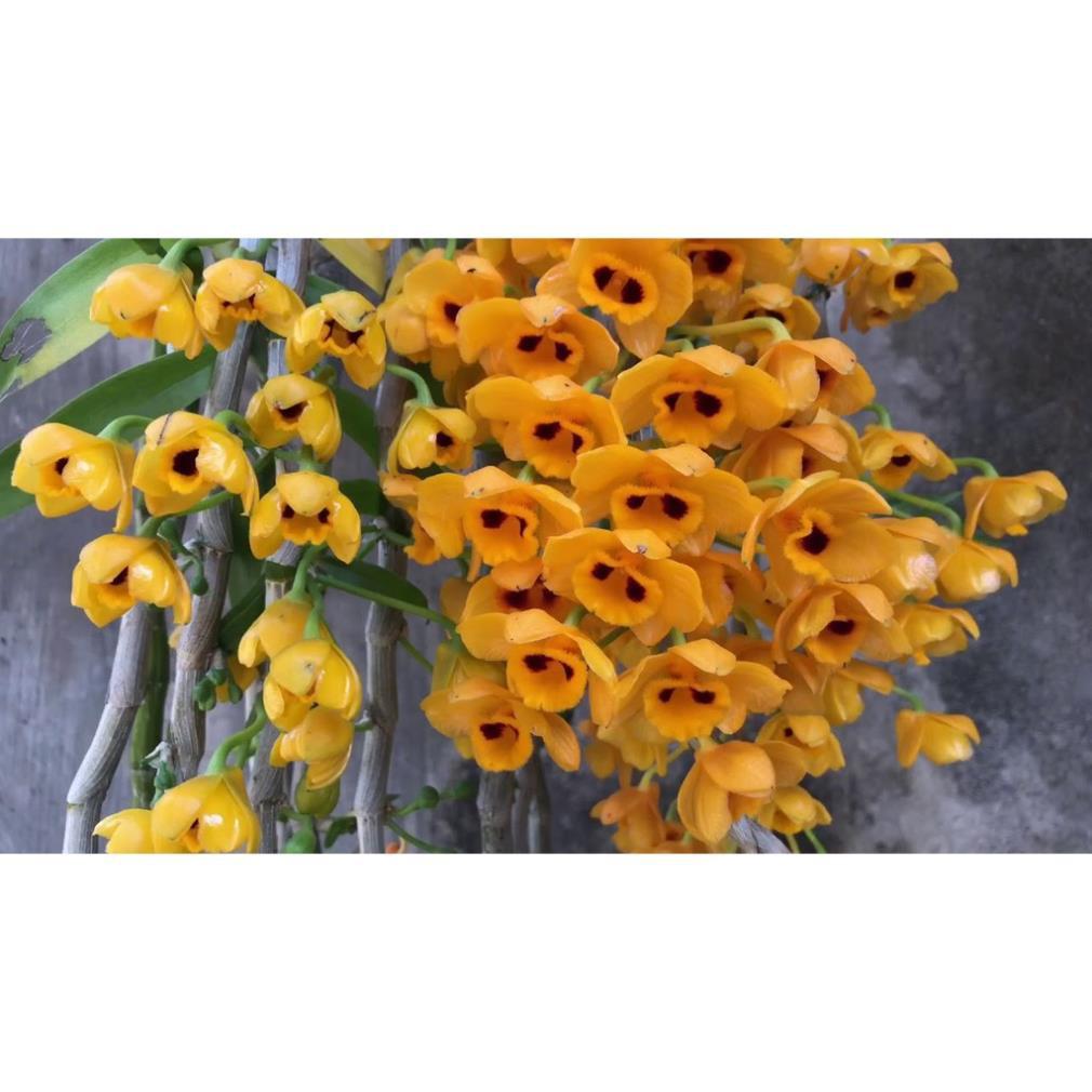 1 bảng lan phi điệp vàng rừng tây bắc hàng thuần siêu to, hoa siêu đẹp