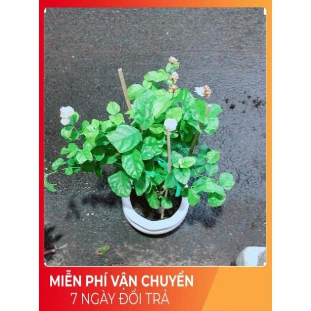 Chậu Hoa Nhài Thơm