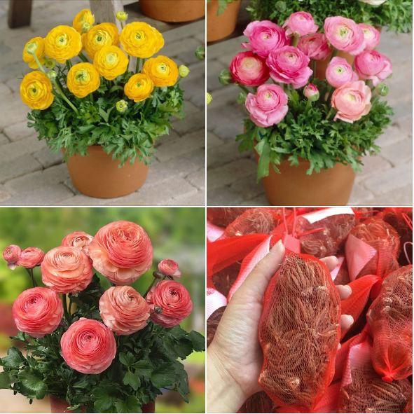 Combo 5 củ giống hoa mao lương mix màu - kèm 5 viên nén xơ dừa ươm củ