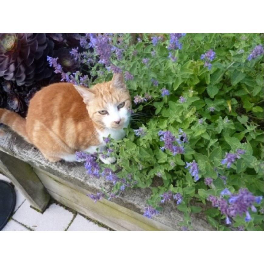 Hạt giống cây bạc hà mèo catnip 50 hạt