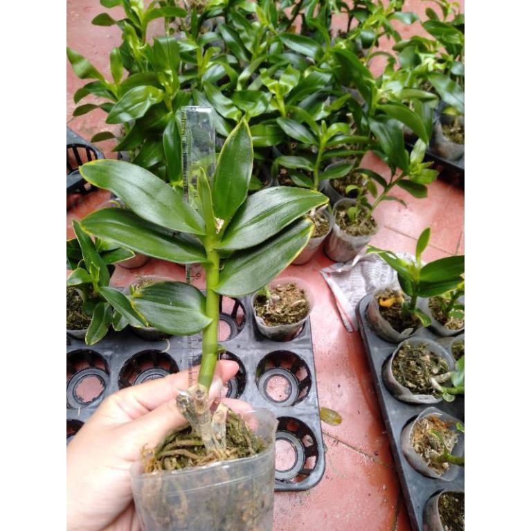 Hoa phong lan trầm lá biên vàng