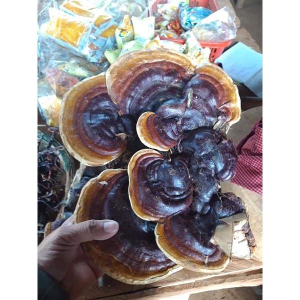 Nấm Linh Chi Thái Lát Hàng Loại 01 a0