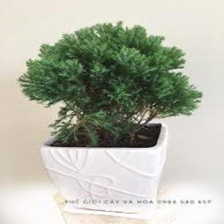 CÂY TÙNG BỒNG LAI SIÊU ĐẸP