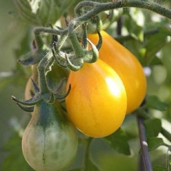 Hạt giống cà chua quả trái lê vàng dể trồng f1-gói 20 hạt-tặng kèm gói phân bón lót