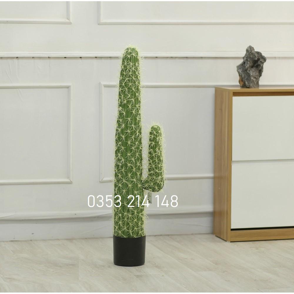 Cây Xương Rồng Giả