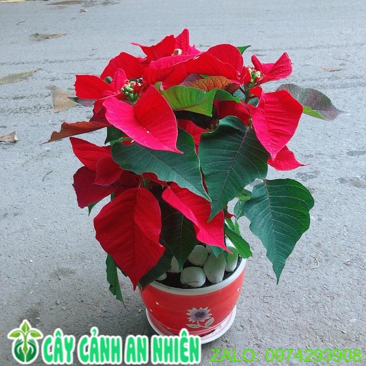 Chậu Cây Trạng Nguyên