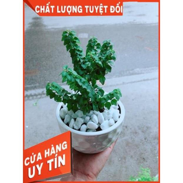Chậu Cây Vân Sam