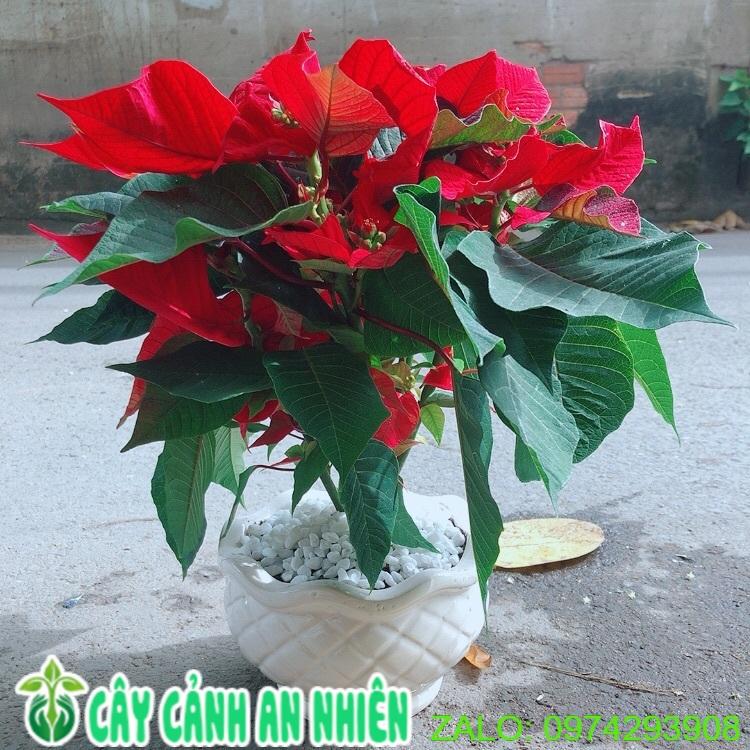 Chậu Cây Trạng Nguyên