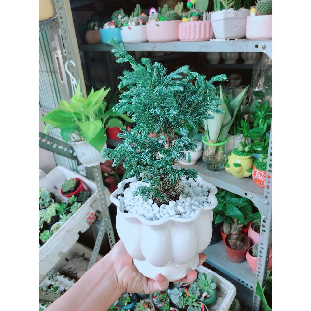 Cây Tùng Tuyết Hay Tùng Bạc Tuyết Tùng