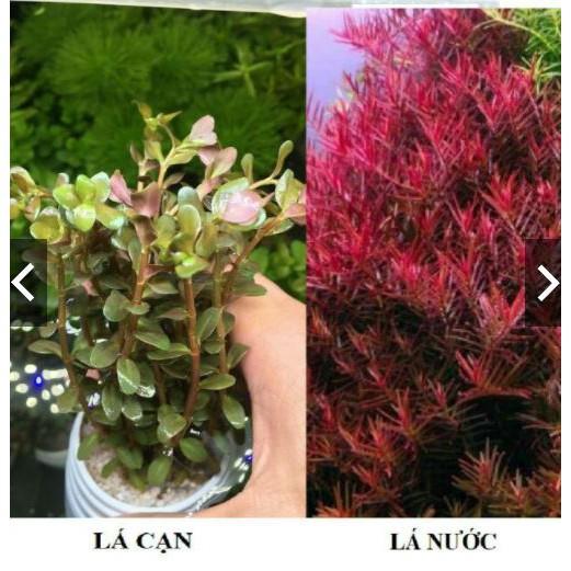 Cây cắt Cắm - Cây Vẩy Ốc - Cây Rotala - Cây thủy sinh trung cảnh hậu cảnh