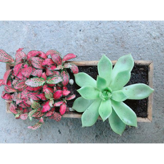 Chậu Cẩm Nhung +Sen Đá