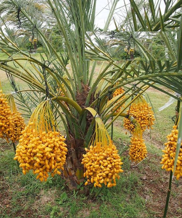 Hạt giống cây ăn trái chà là f1-gói 5 hạt-tặng kèm gói kích mầm