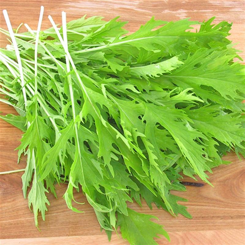 100 HẠT - HẠT GIỐNG CẢI ĐUÔI PHỤNG