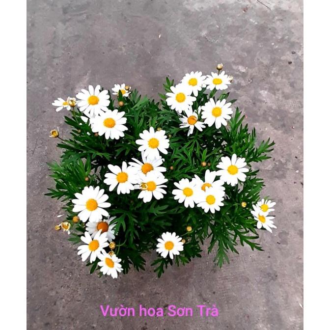 CÚC HỌA MI, đang hoa trắng, đỏ, hồng và vàng- bầu to cây lớn trưởng thành