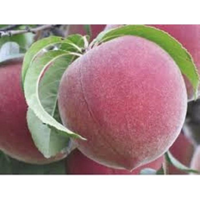 CÂY GIỐNG ĐÀO BÁT TIÊN SIÊU QUẢ SIÊU NĂNG SUẤT- CAM KÊT GIỐNG CHUẨN F1