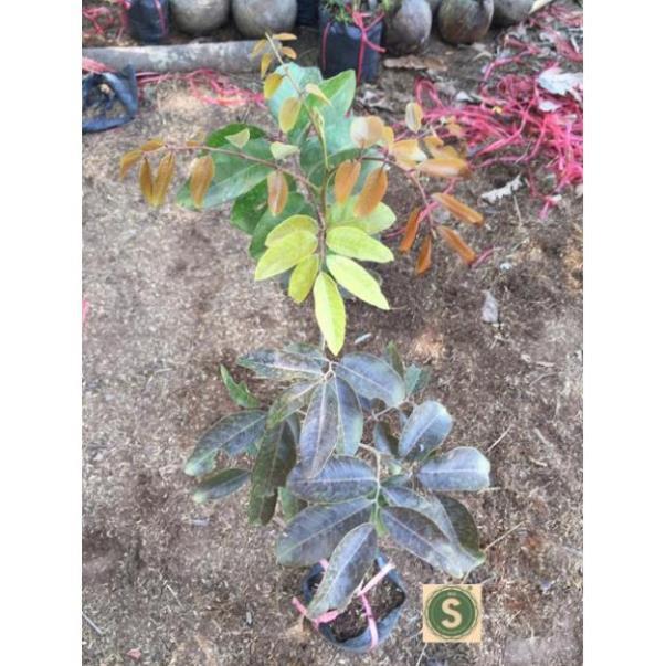 Cây Nhãn Tím THÁI LAN