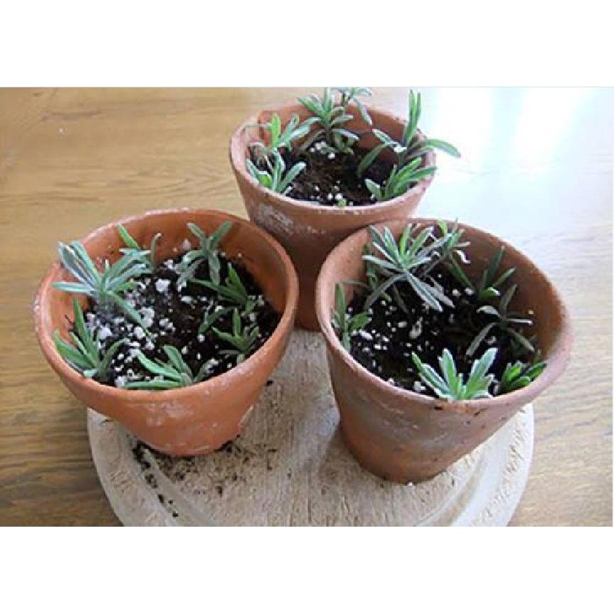 Hạt Giống Hoa Oải Hương -