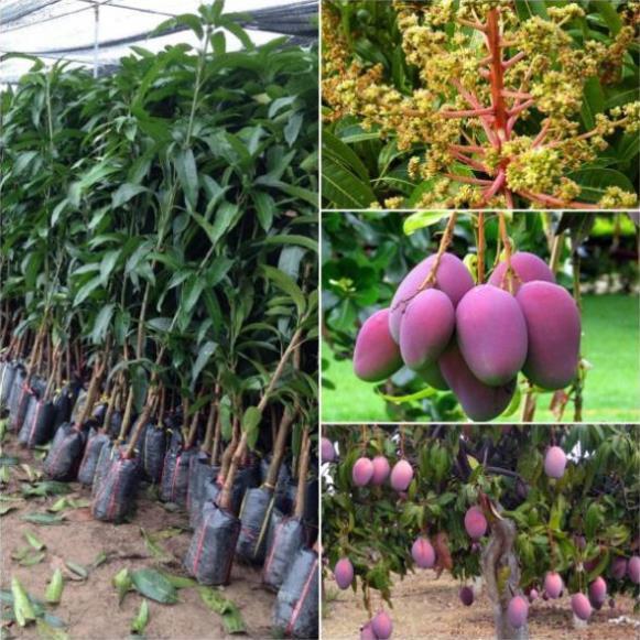 Cây giống xoài tím, cây xoài tím 8 tháng ra quả