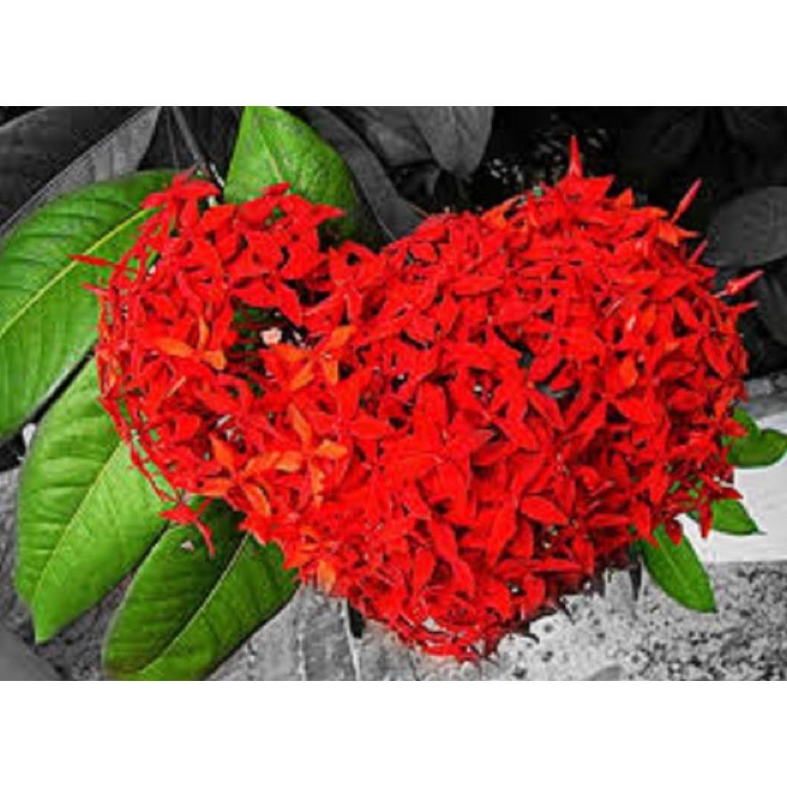 Hoa mẫu đơn bỉ- màu đỏ đẹp, dòng lá nhỏ dày