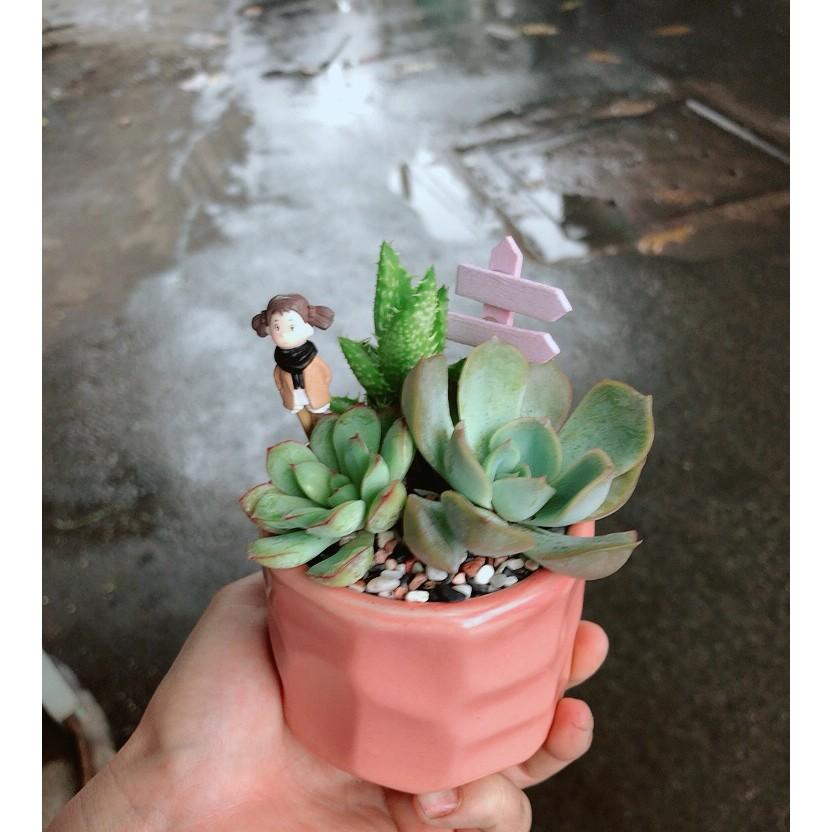 Chậu sen đá tiểu cảnh 6