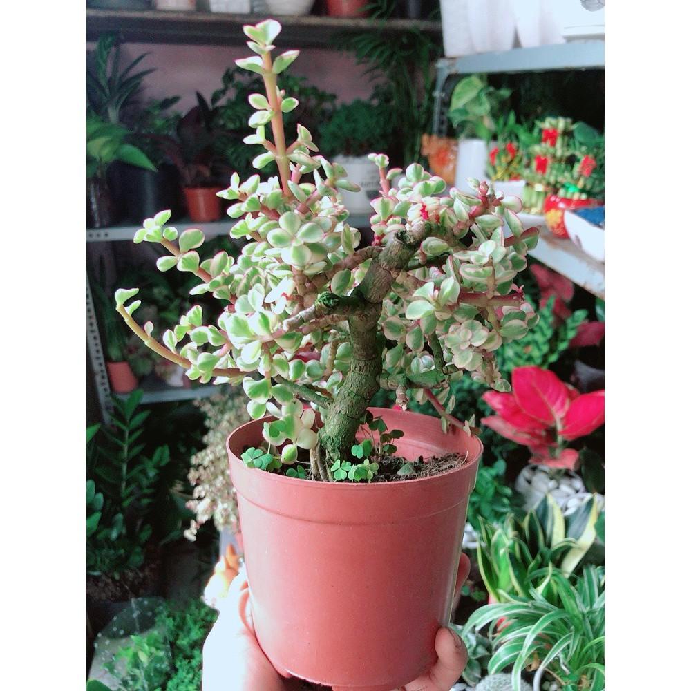 Cành Vàng Lá Ngọc Thân Cổ Thụ