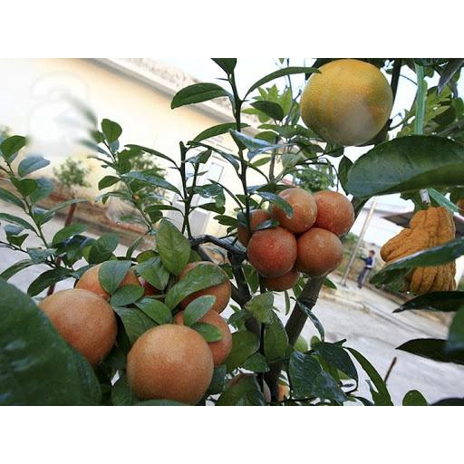 Cây giống chanh đào dòng quả sớm