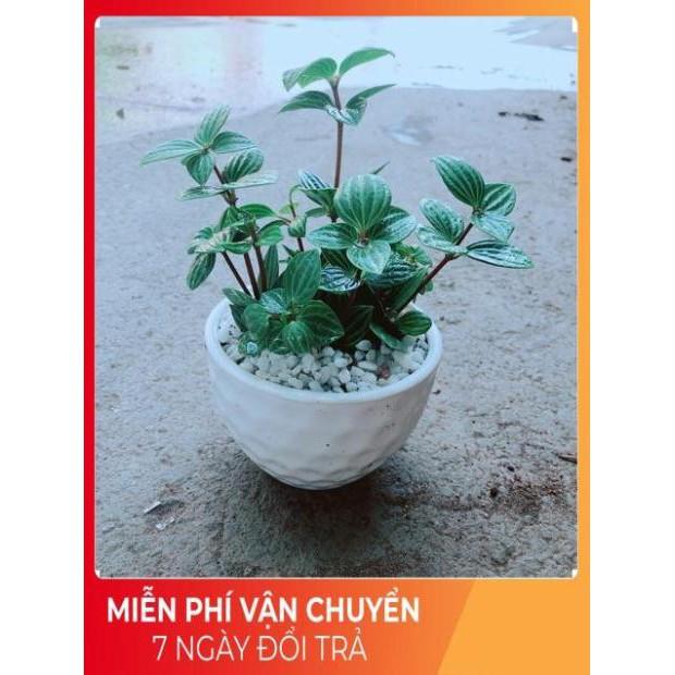 Chậu Cây Kim Cương Hột Xoàn