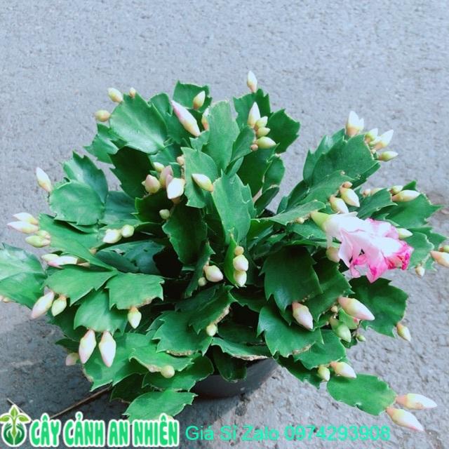 Chậu Tiểu Quỳnh