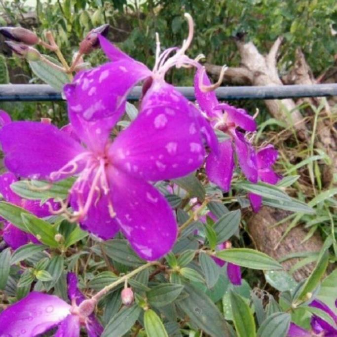 COMBO 2 CHẬU HOA MUA TÍM THÁI LAN SIÊU ĐẸP