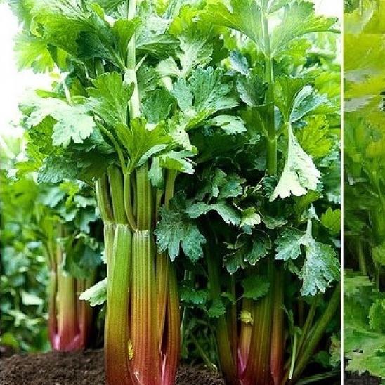 Hạt giống rau cần tây đỏ-gói 1 gram-tặng kèm gói phân bón lót