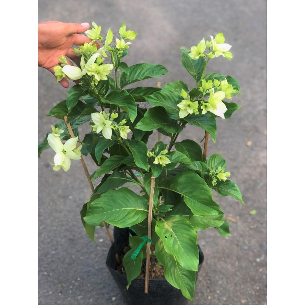 Chậu cây hoa Bướm Bạc