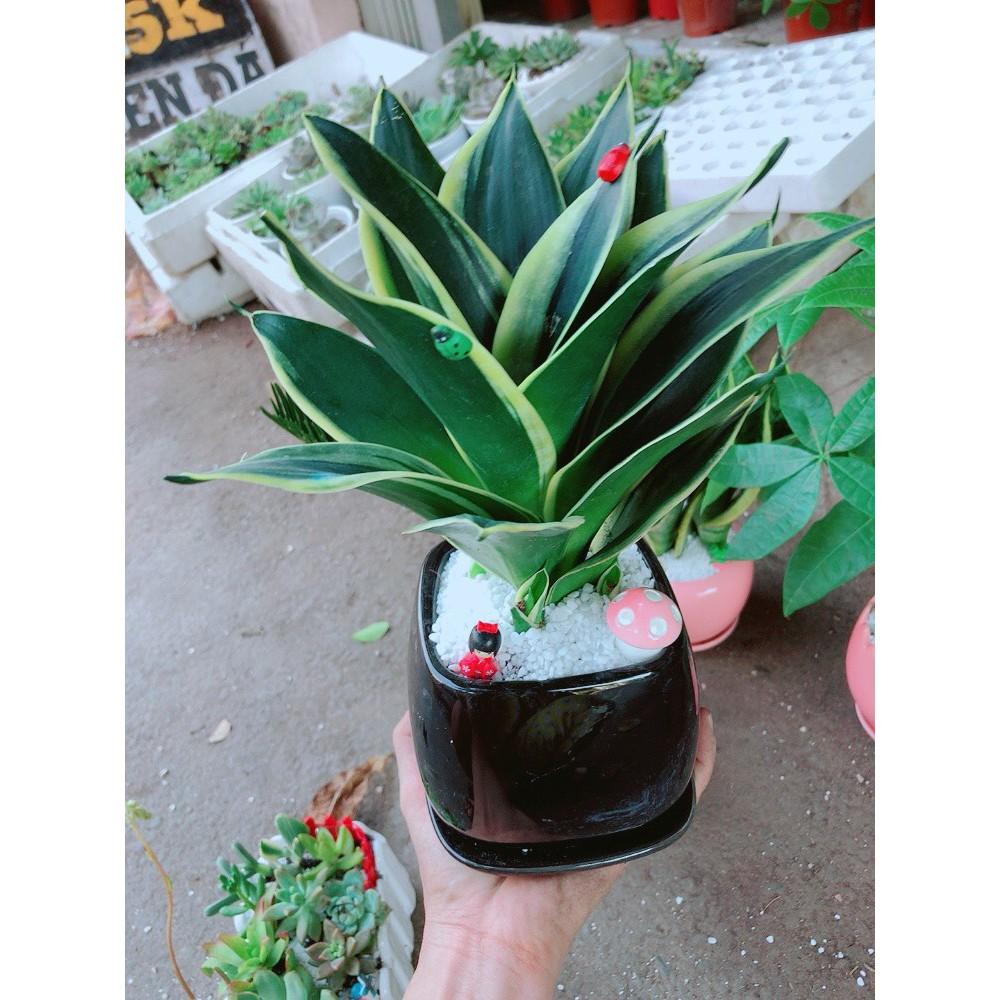 Chậu cây lưỡi hổ thái