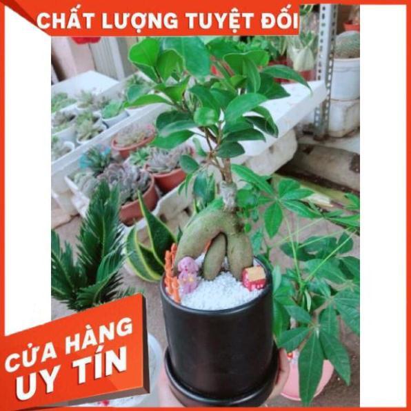 Chậu cây si nhật