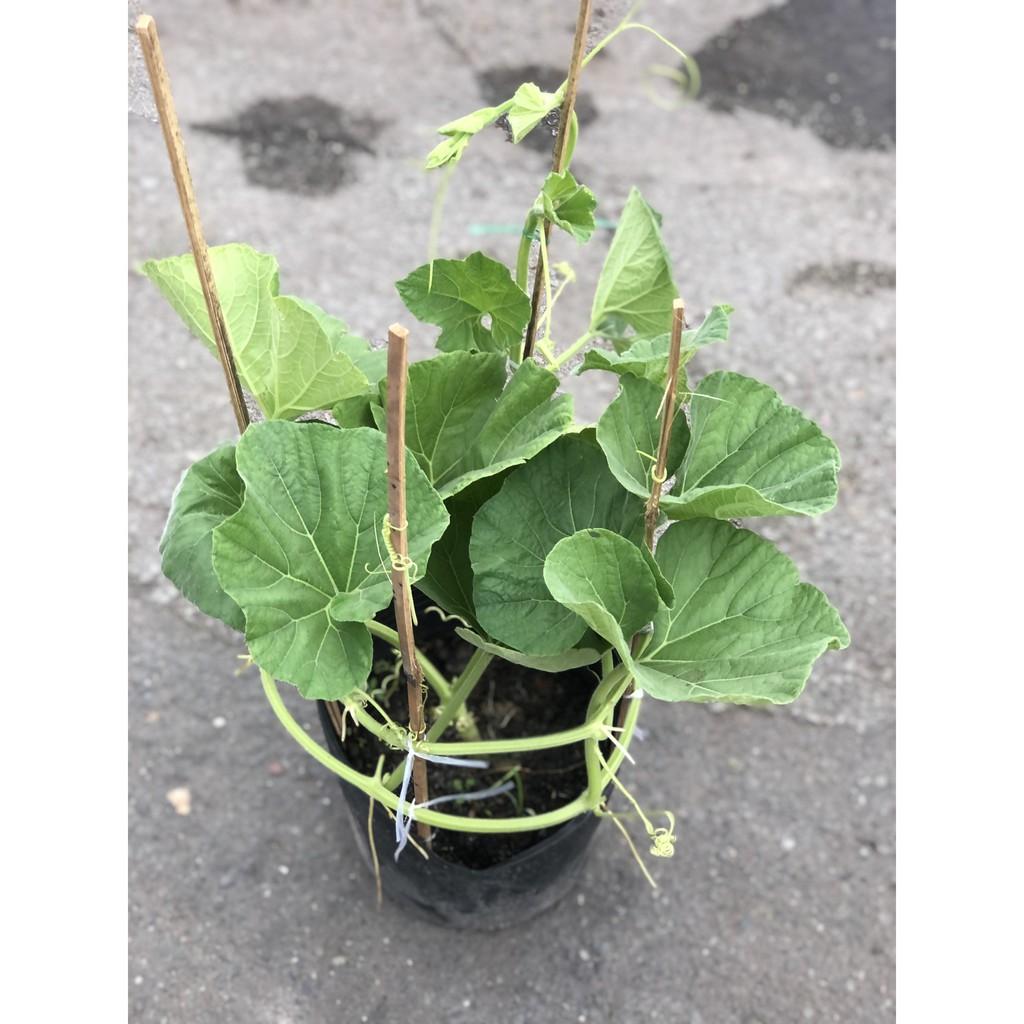 Chậu cây bầu sao chỉ giao TP.HCM