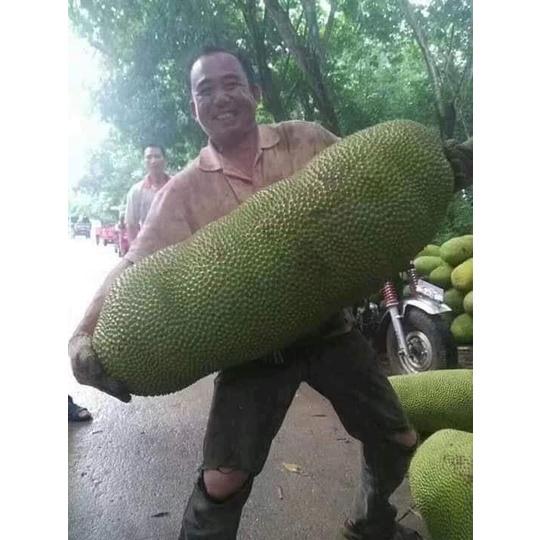 Cây giống mít malai trái dài siêu to khổng lồ 1 năm có trái