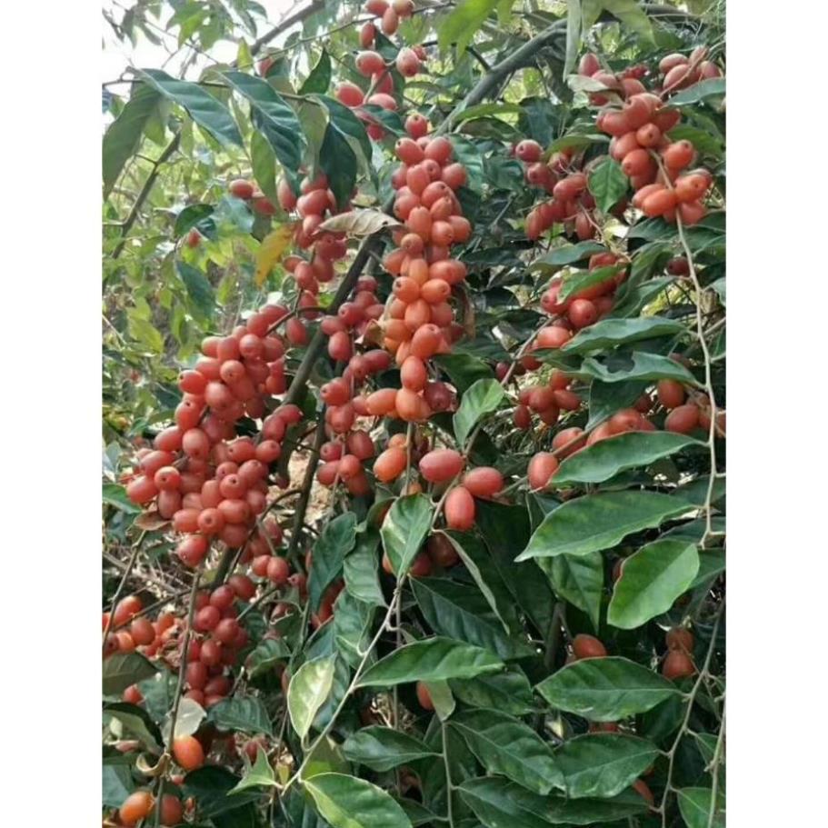 Sản phẩm CÂY NHÓT NGỌT MỸ